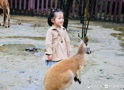 河马吃瓜gif,夏日清凉一幕