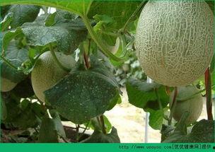 低头吃哈密瓜,哈密瓜的甜蜜诱惑