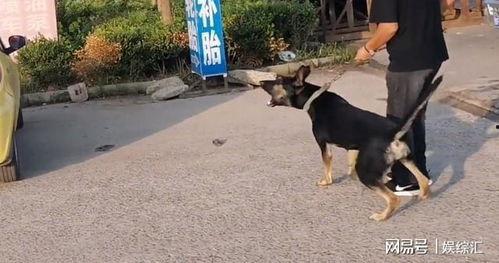 吃瓜群众狗狗大妈吵架,一场邻里纷争的闹剧