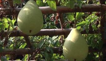 棚瓜怎么吃啊,探索美味新境界