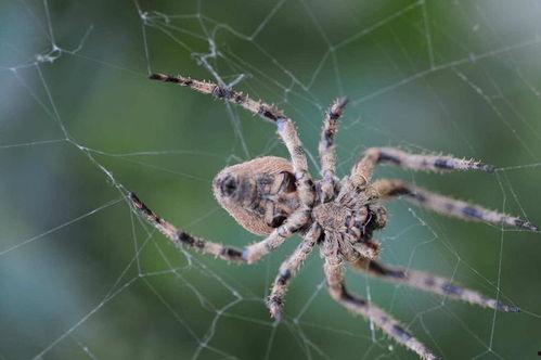 双灯老蜘蛛吃瓜,瓜田里的神秘食客