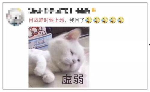 吃瓜爆笑段子大全,瓜田里的欢乐时光