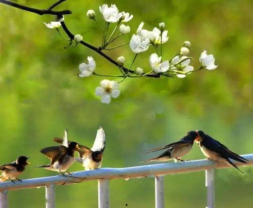 韩城吃瓜燕子,揭秘当地特色美食背后的故事