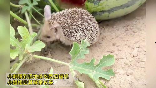 刺猬吃梨瓜,一场奇妙的自然食趣之旅