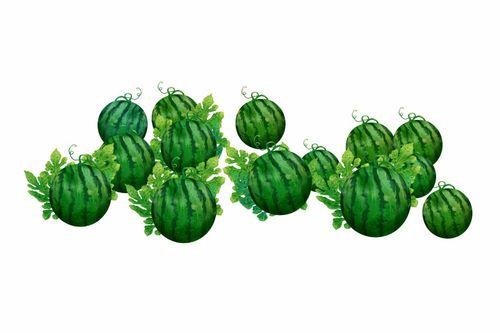 酷妮鸡血藤吃瓜,揭秘网红植物背后的吃瓜故事