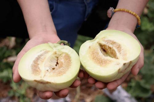乐岛吃瓜,揭秘娱乐圈背后的那些事儿