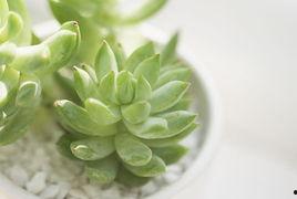 吃角瓜治腹泻吗怎么吃