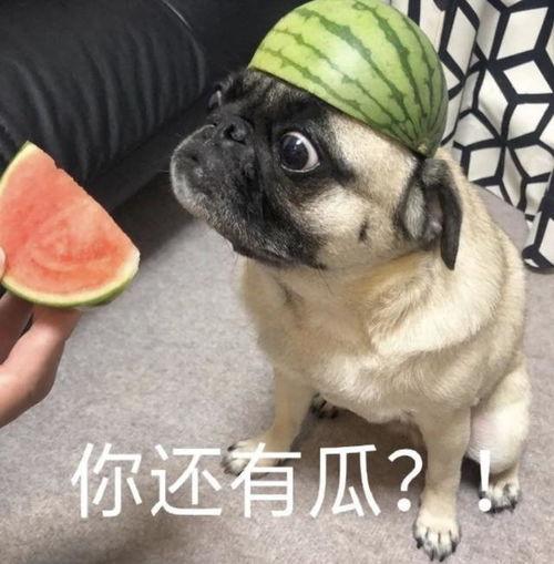 吃瓜表情玩偶,吃瓜表情玩偶萌动来袭