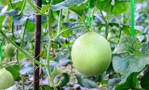 吃瓜导致嗓子疼,警惕夏日“清凉陷阱”