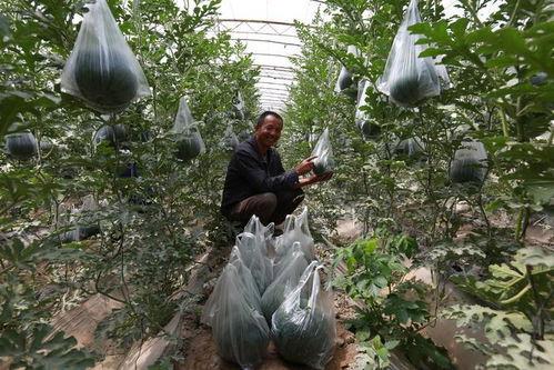 嘉峪关吃瓜,尽享夏日甜蜜时光