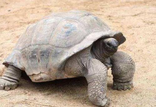 啥动物吃花生瓜孑,探寻生态链中的神秘动物