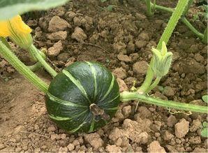 吃瓜群众在西安吃瓜,吃瓜群众的热闹一幕