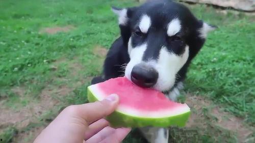 喜欢动物的人吃瓜,揭秘吃瓜背后的故事