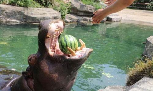 喜欢动物的人吃瓜,揭秘吃瓜背后的故事