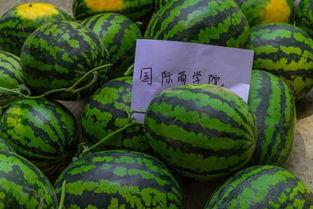 湖南吃瓜学院,揭秘湘菜背后的趣味与匠心