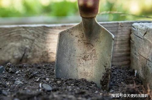 吃瓜神器小铁锹,轻松挖掘瓜界宝藏