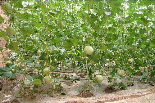 西农附中吃瓜,校园生活新风尚