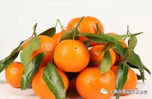 发点瓜吃橘子,品味生活，共享美好——发点瓜吃橘子的甜蜜时光