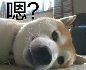 白敬亭吃瓜群众表情包,萌态可掬引网友热议