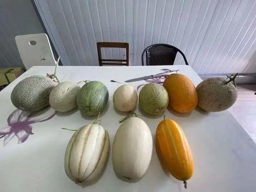 used博士吴吃瓜,一场关于美食与生活的深度探讨