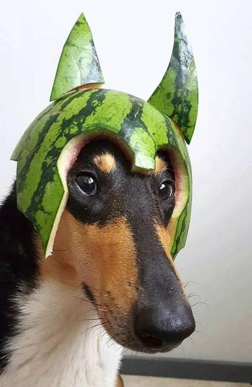 狗子能否吃瓠子瓜,营养与安全的探讨