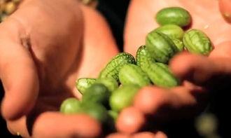 在树上吃瓜图片