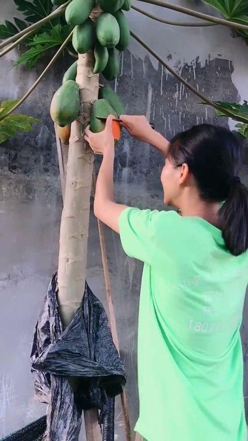 在树上吃瓜图片
