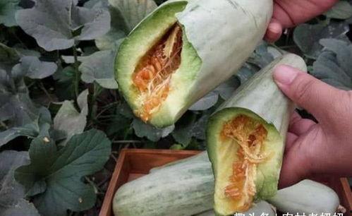 肚子瓜怎么吃,探索美味与营养的完美结合