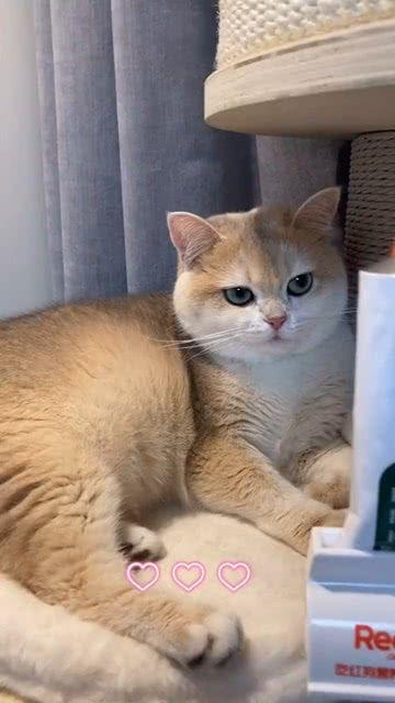 看猫沉浸吃瓜,看猫沉浸式体验揭秘