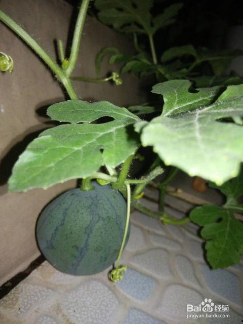 吃西瓜籽的瓜叫什么瓜