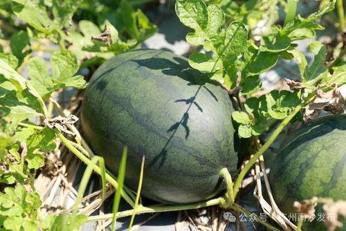 南沙大岗吃瓜,夏日炎炎，瓜果飘香，尽享田园时光