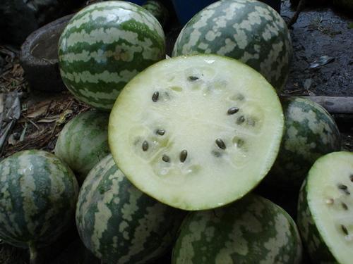 吃绿宝瓜搞笑视频大全,欢乐无限，笑料连连