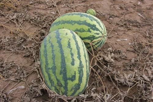 小产后可以 吃瓜吗