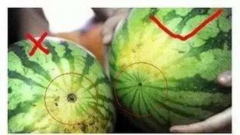 群众吃瓜有没有磕瓜的,磕瓜背后的趣味与思考