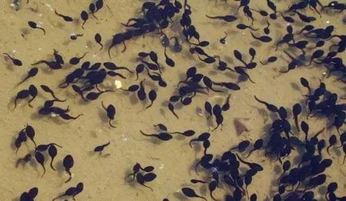 以前吃的小白瓜,探寻儿时记忆中的美味瓜果