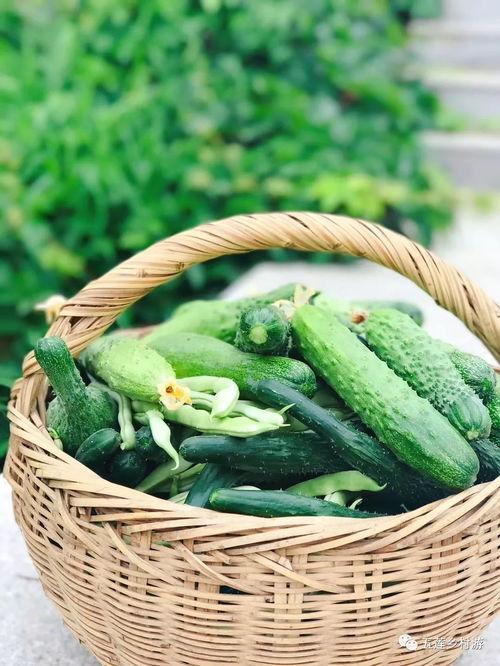 纯绿色的瓜怎么吃,纯绿色瓜果的多样食法探索