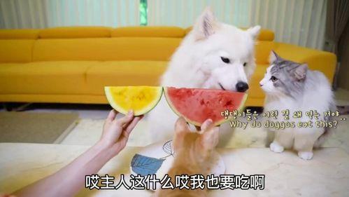 吃瓜大白145,一场网络热点的背后故事