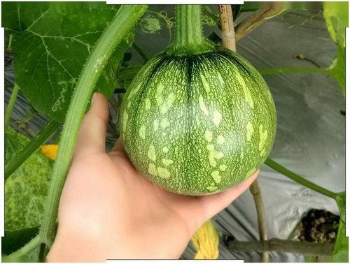 小侯吃瓜,揭秘娱乐圈那些不为人知的幕后故事