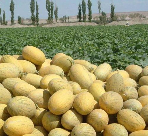 新疆伽师瓜怎么吃,尽享甜蜜滋味