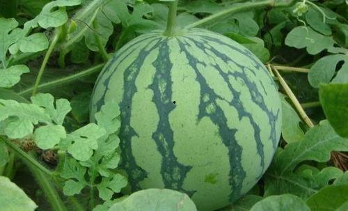 青绿吃瓜完结,一场舌尖上的奇幻之旅