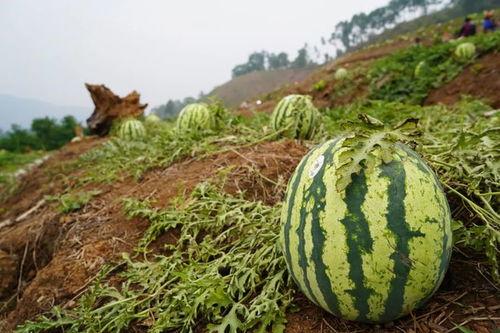 广科院吃瓜,揭秘校园里的“瓜田”风云