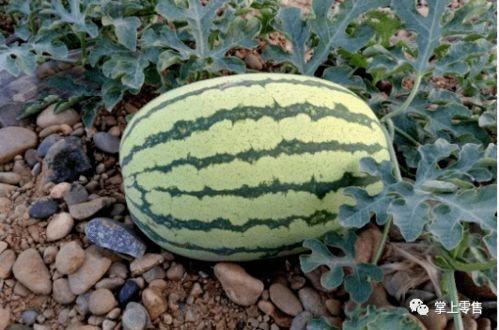 戈壁吃瓜日记,穿越沙漠的趣味旅程