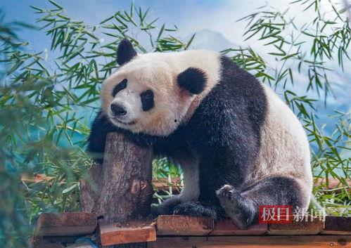 吃瓜直播间熊猫