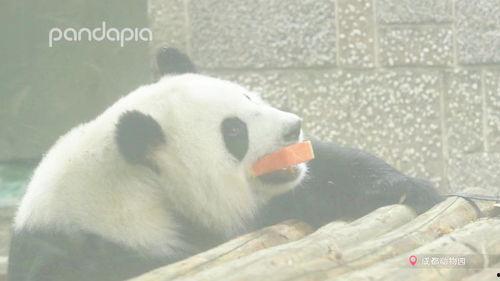 吃瓜直播间熊猫