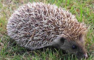 偷瓜吃的刺猬,一场意外的田园趣事