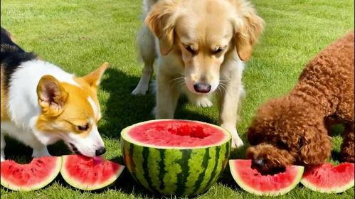 小狗可以吃瓜嘛,瓜类水果，狗狗可以吃吗？