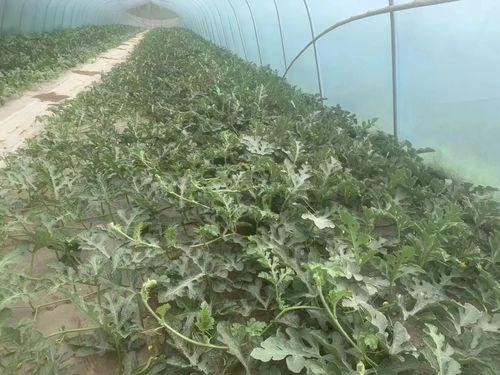 棚瓜怎么吃啊,探索美味新境界