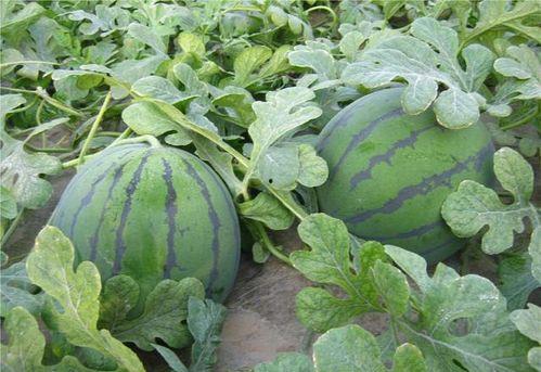 穿越吃瓜地,揭秘古代宫廷的神秘瓜果