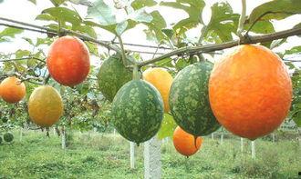 小孩吃吊瓜视频,趣味视频萌翻网友