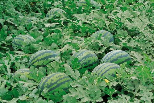 大同师范吃瓜,吃瓜群众揭秘校园热点事件